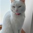 Catmad