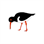 Oystercatcher