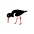 Oystercatcher