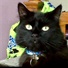 shecat999
