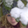 Sharon_H