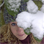Sharon_H